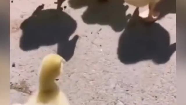Cute Pet 💖😍🔥Funny Moment Video #shorts #13 #Rumble