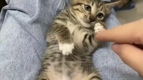 My Angry Kitty, i like to teased Her