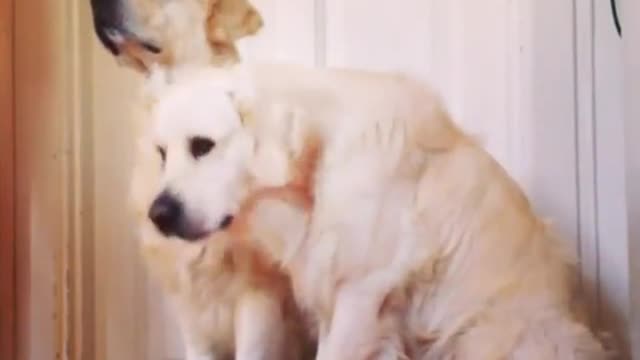 Perro le da un amoroso abrazo a su mejor amigo