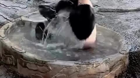 Let me bath peacefully human 🐼