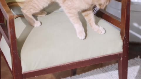 Video Express, Cat jumped