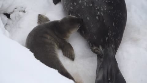 Sejong Station Seals Breeding Video