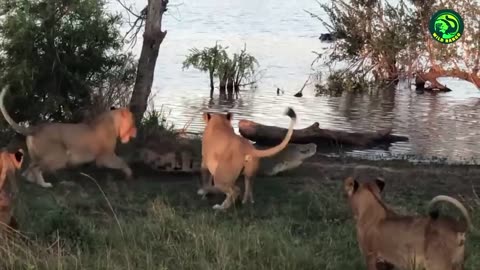 Animal fight 11