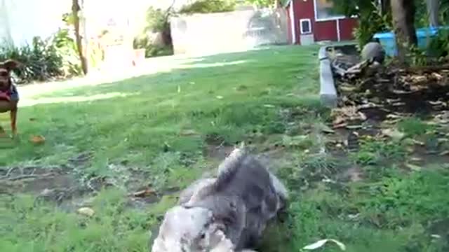 Clever Iguana Races Smart Dog