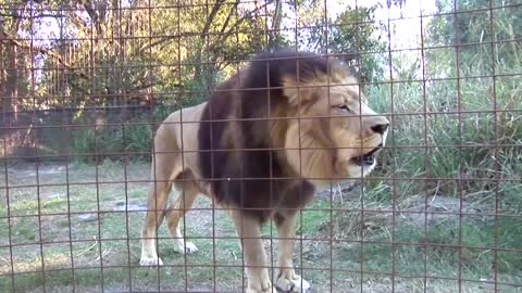 Big Cat Talk Roar Purr Meow