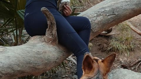 A Woman In A Forest Adventure With Her Dog