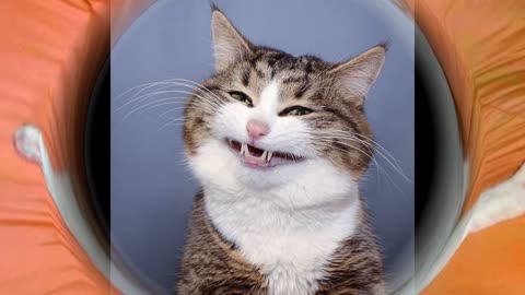 Funny Cat always Make You Happy and Smile,Lustige Katze machen Sie immer glücklich und lächeln