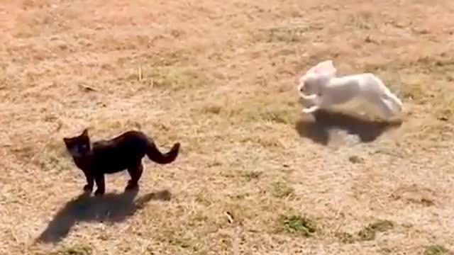 The moment a dog is afraid of a cat