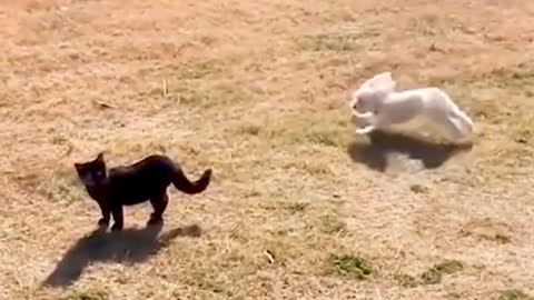 The moment a dog is afraid of a cat