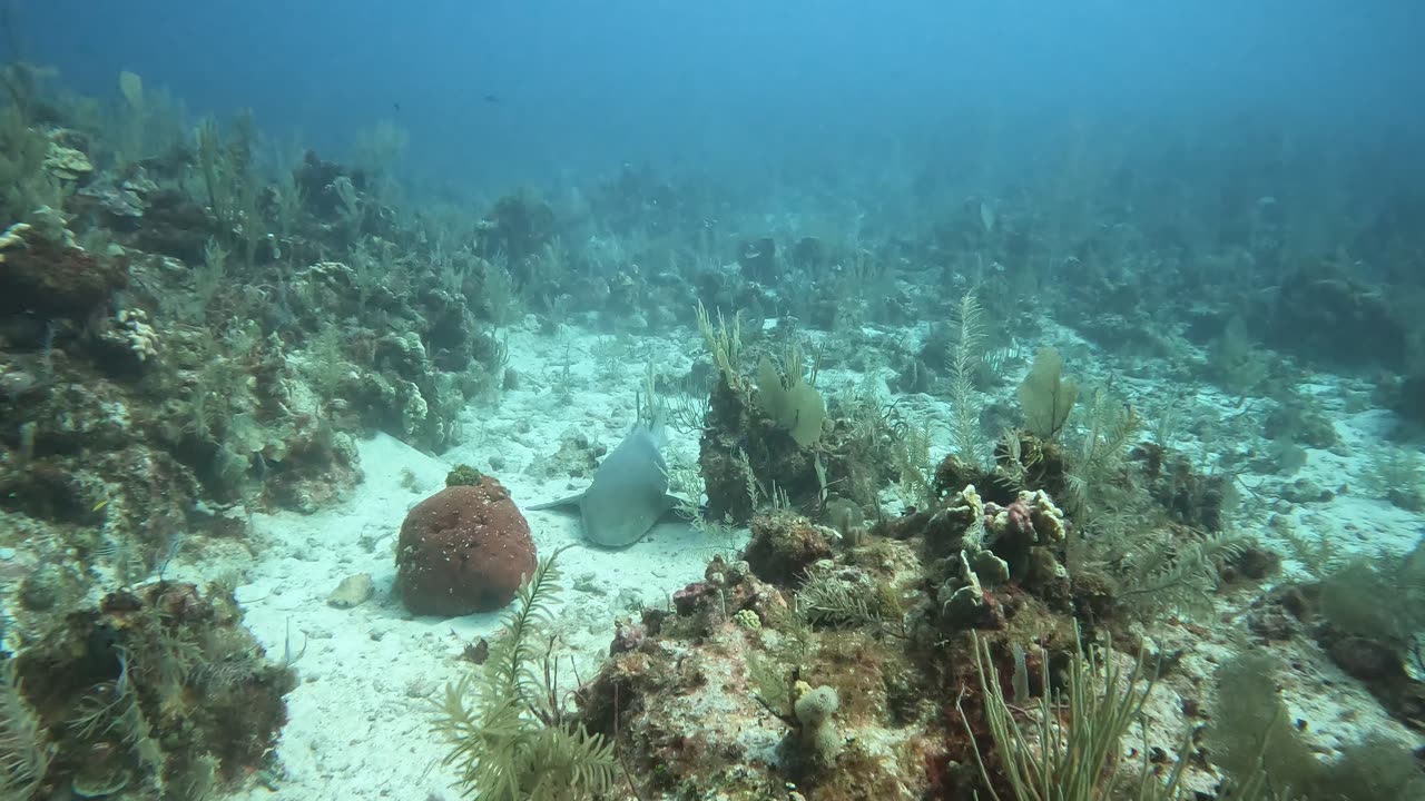 Very Pregnant Nurse Shark