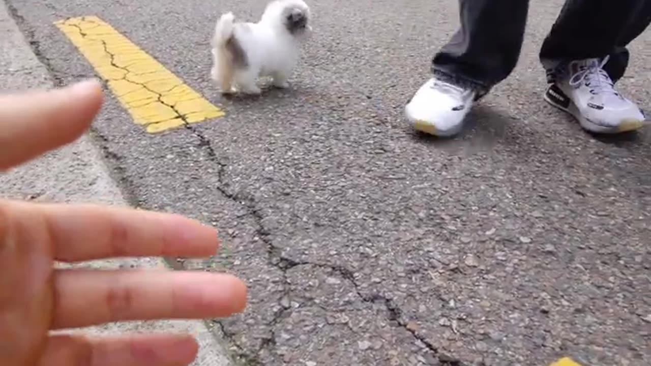 Cute white miniteacup Pomeranian puppy