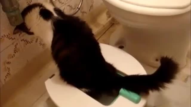 How to Train your Cat to use the Toilet SUPER EASY!!!