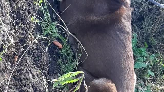 The dog eats a carrot