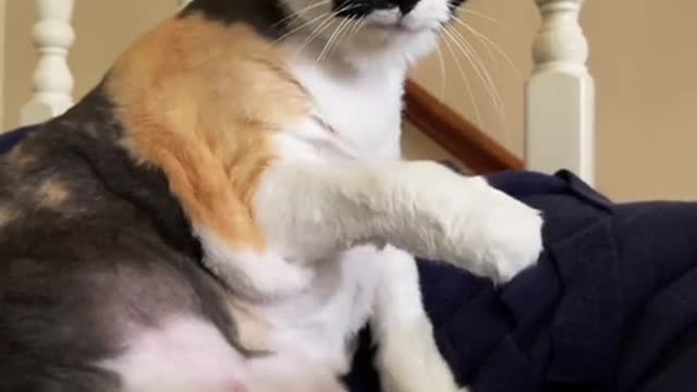 foryou#cat#pet
