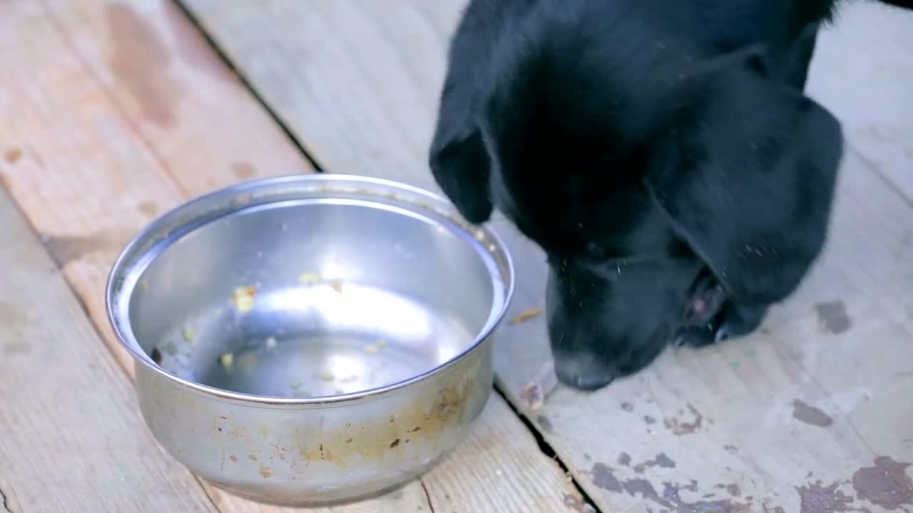 Little doggy eating from mug