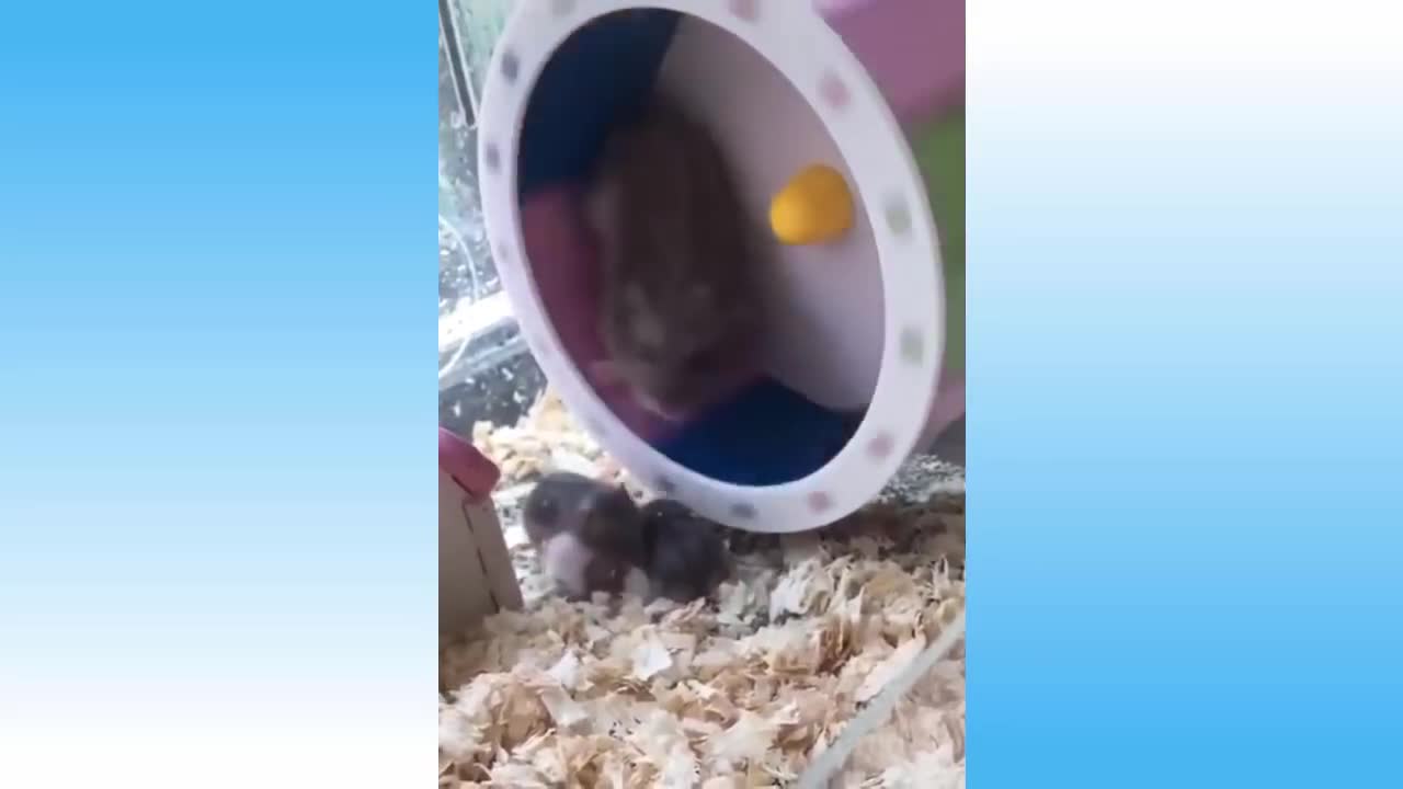 funniest pet dont try to loghf