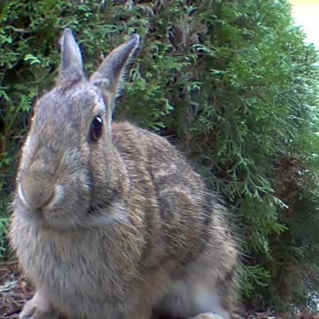 Large Rabbit checking out the camera.