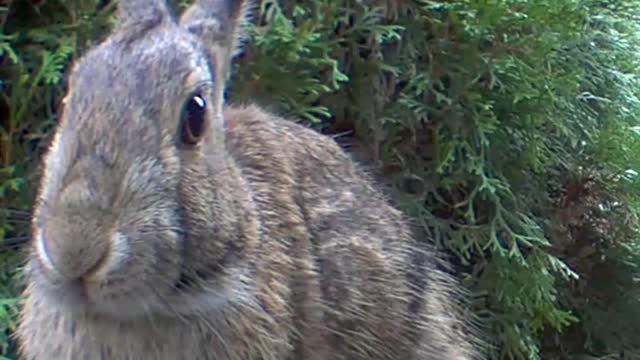 Large Rabbit checking out the camera.