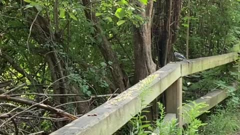 Blue Jay: one for me and one for you 😁