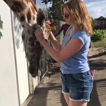 giraffe love!!!!!
