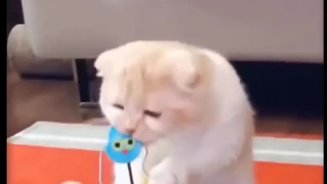 My cat play with toys,,,
