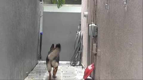How to train your dog at home