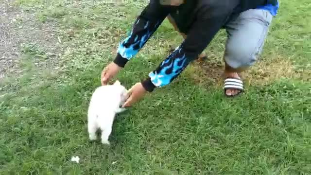 Cute Funny Dogs Videos πΆπ