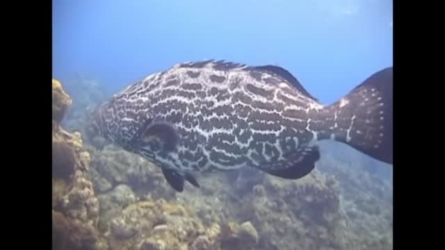 Color Change Grouper.webm