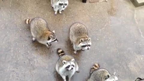 Only one raccoon is too smart and laughs