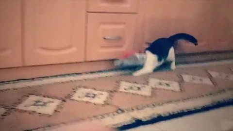 Cat got his head stuck in an empty bag of chips