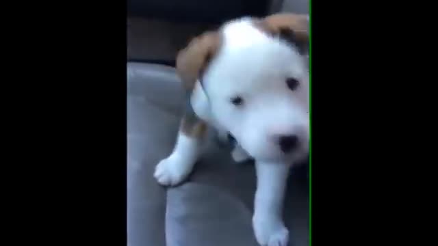 puppy gets frustrate over hiccups