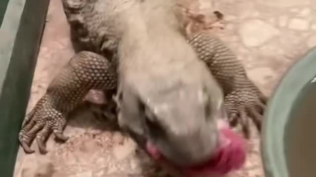 How Animals Eat On Thanksgiving Day - Sweet Video