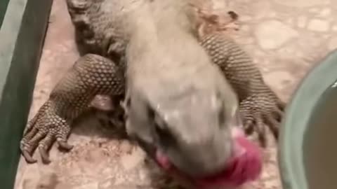 How Animals Eat On Thanksgiving Day - Sweet Video