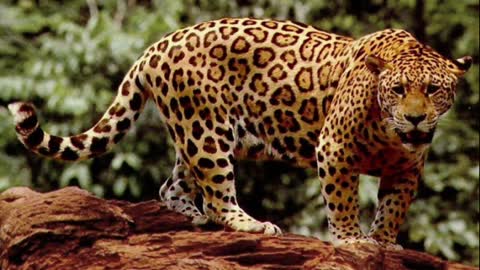 Jaguar sounds and noises - Terrifying Jaguar Roar - 4min 13sec