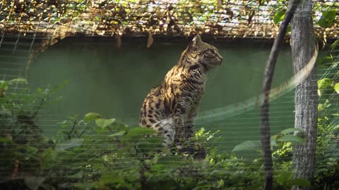 Leopard - 1