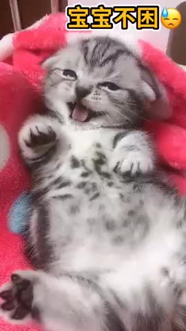 OMG.. So Cute Cats ♥ Best Funny Cat ❤️🐈Top Cat Videos 2021