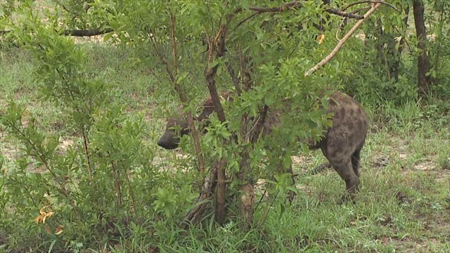 Hyena Fight Ends with Severed Ear