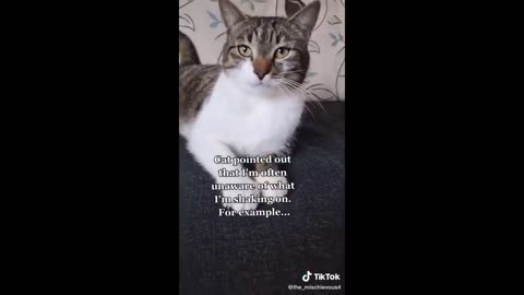 Funny Animal Videos That Are IMPOSSIBLE Not To Laugh At 😂 (CUTE)