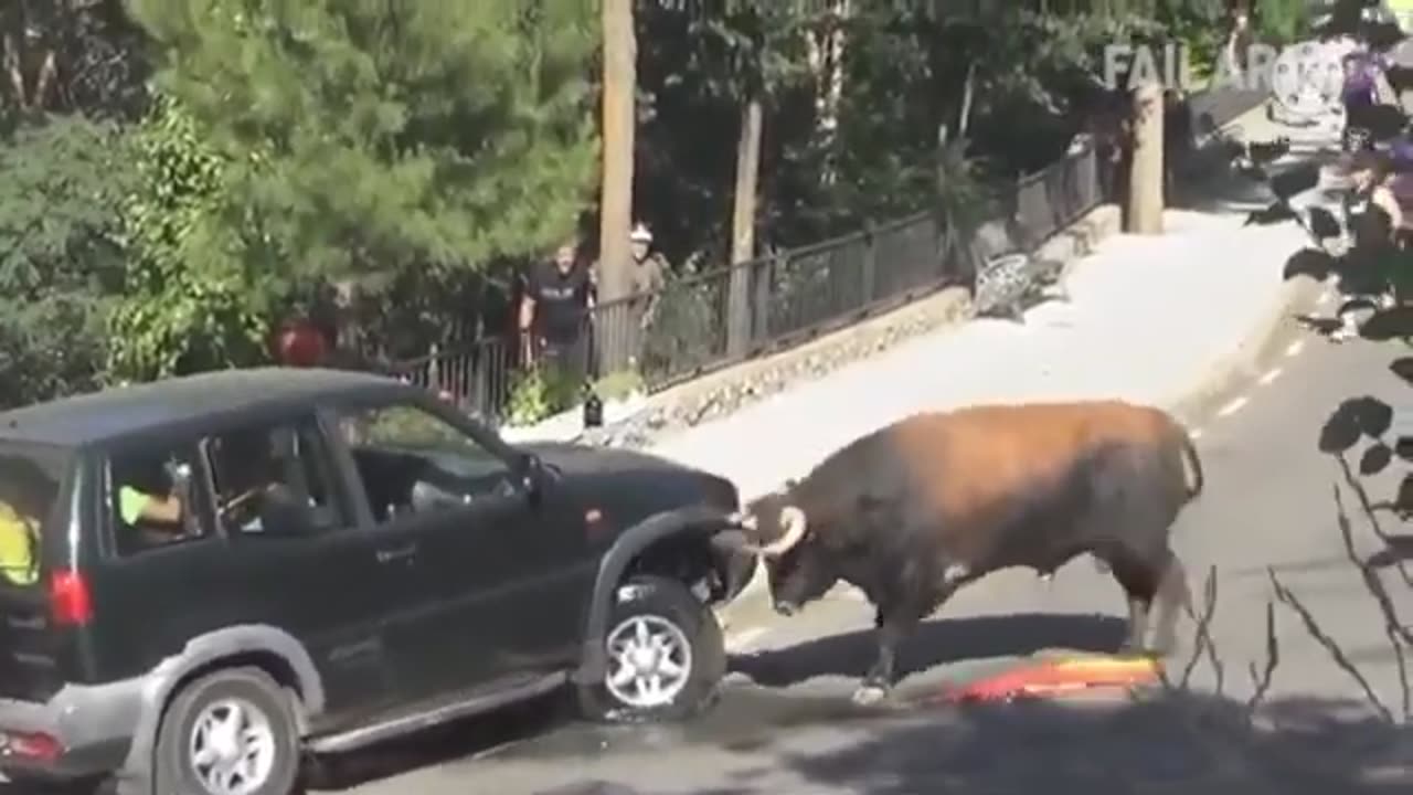 Funny Bull