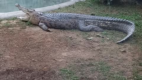 relaxed crocodile