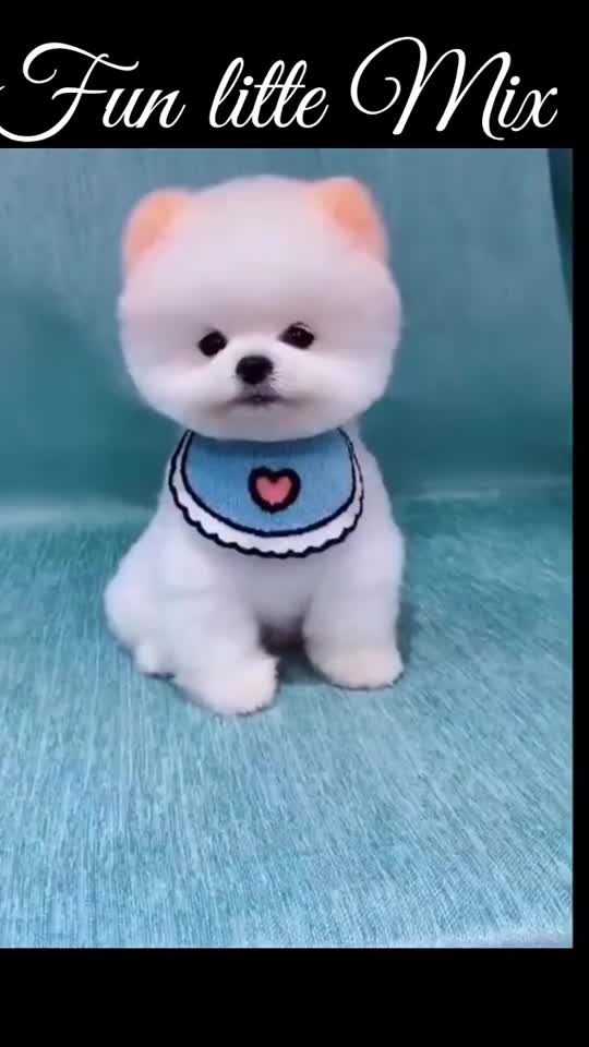 Funny Haircut of Cute Baby of dog.