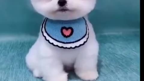 Funny Haircut of Cute Baby of dog.