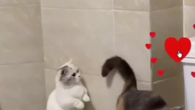 Cute Cats and funny Animals Videos π | Baby Cats | Cute Cats