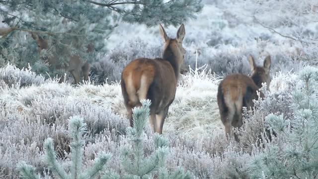 Deer Family in the wood