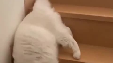 Cats are Liquid Proof 12