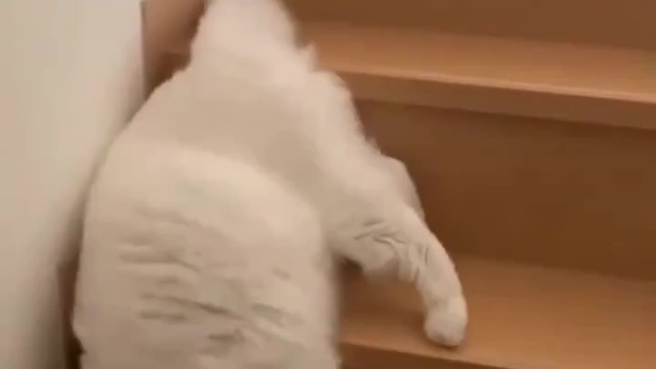 Cats are Liquid Proof 12