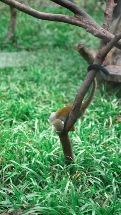 Lemur on a Tree Branch