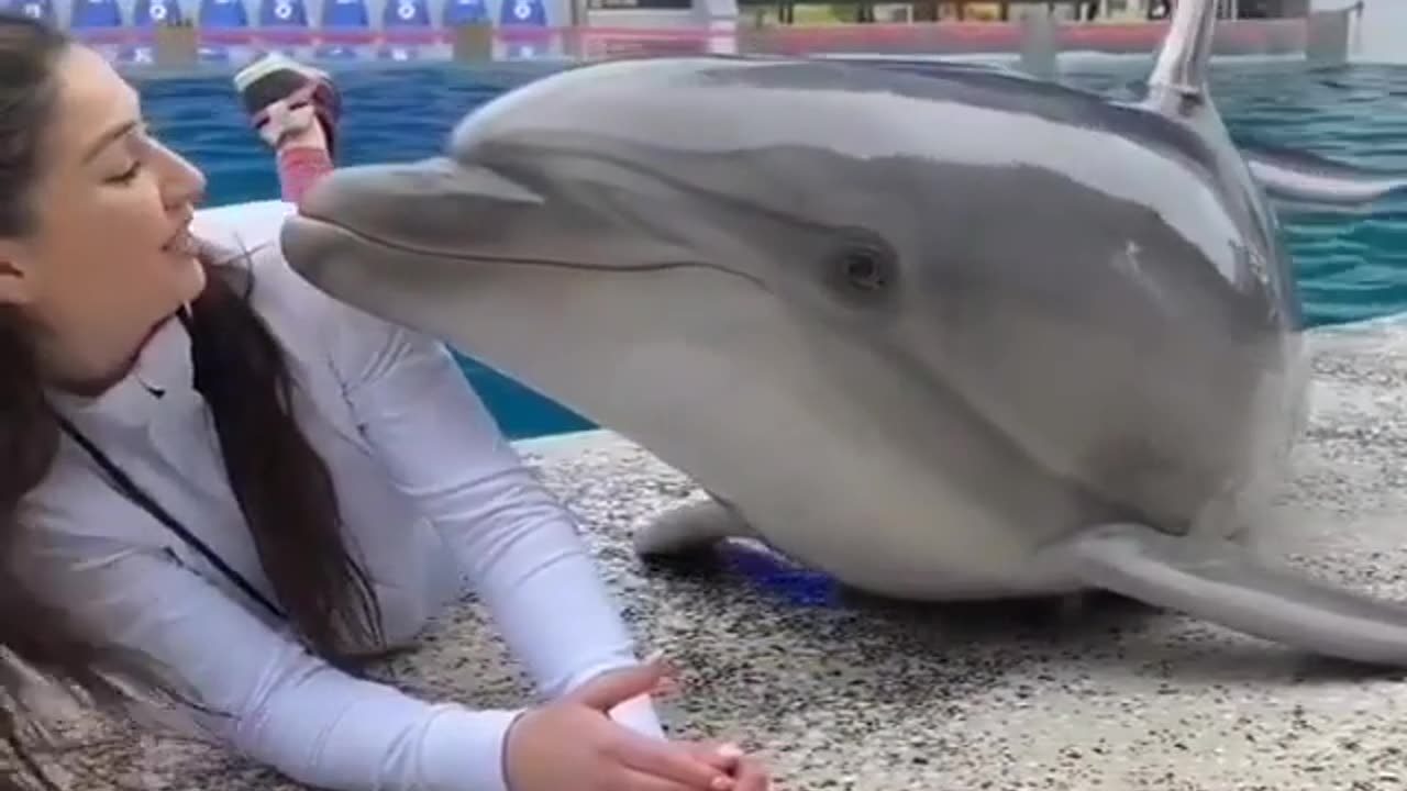 Smart dolphin