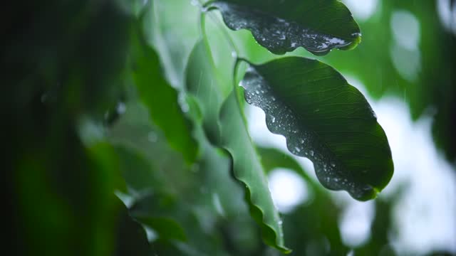 Raindrops on plant leaves