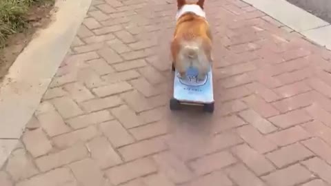 skatedog 02